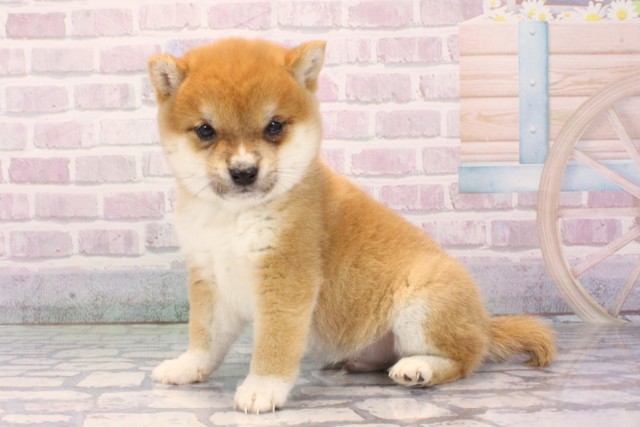 大阪府の豆柴 (Coo&RIKU梅田店/2025年12月8日生まれ/男の子/赤)の子犬の3枚目の画像