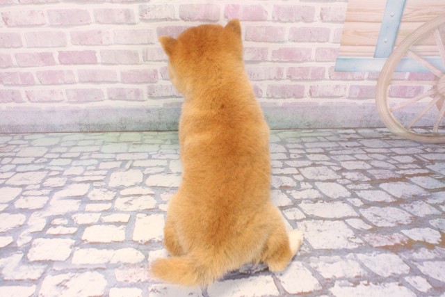 大阪府の豆柴 (Coo&RIKU梅田店/2025年12月8日生まれ/男の子/赤)の子犬の4枚目の画像