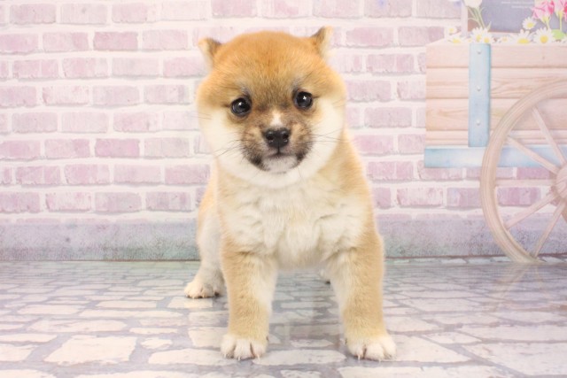 大阪府の豆柴 (Coo&RIKU天王寺店/2025年12月8日生まれ/女の子/赤)の子犬の1枚目の画像