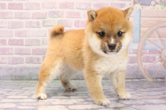 大阪府の豆柴 (Coo&RIKU天王寺店/2025年12月8日生まれ/女の子/赤)の子犬の2枚目の画像