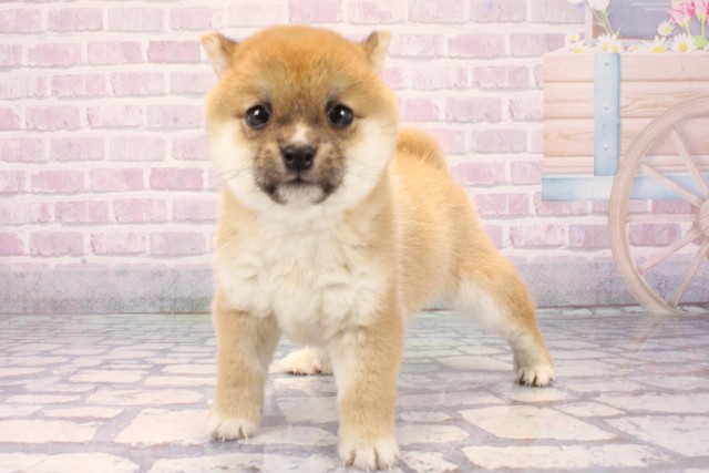 大阪府の豆柴 (Coo&RIKU天王寺店/2025年12月8日生まれ/女の子/赤)の子犬の3枚目の画像