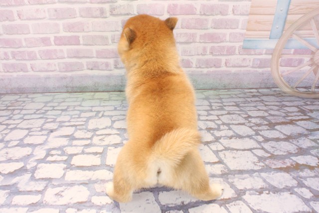 大阪府の豆柴 (Coo&RIKU天王寺店/2025年12月8日生まれ/女の子/赤)の子犬の4枚目の画像