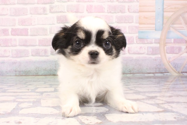 大阪府のチワワ(ロング) (Coo&RIKU天王寺店/2025年12月2日生まれ/男の子/ホワイトブラックタン)の子犬の1枚目の画像