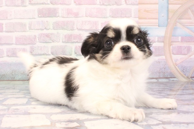 大阪府のチワワ(ロング) (Coo&RIKU天王寺店/2025年12月2日生まれ/男の子/ホワイトブラックタン)の子犬の2枚目の画像