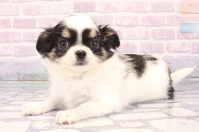 大阪府のチワワ(ロング) (Coo&RIKU天王寺店/2025年12月2日生まれ/男の子/ホワイトブラックタン)の子犬の3枚目の画像