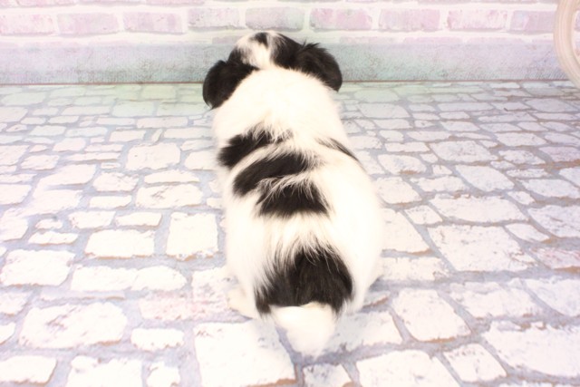 大阪府のチワワ(ロング) (Coo&RIKU天王寺店/2025年12月2日生まれ/男の子/ホワイトブラックタン)の子犬の4枚目の画像