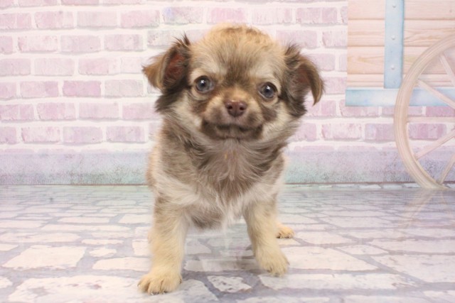 滋賀県のチワワ(ロング) (Coo&RIKU長浜店/2025年12月2日生まれ/女の子/チョコレートフォーン)の子犬の1枚目の画像