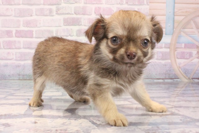 滋賀県のチワワ(ロング) (Coo&RIKU長浜店/2025年12月2日生まれ/女の子/チョコレートフォーン)の子犬の2枚目の画像