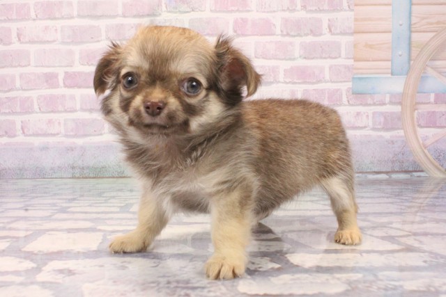 滋賀県のチワワ(ロング) (Coo&RIKU長浜店/2025年12月2日生まれ/女の子/チョコレートフォーン)の子犬の3枚目の画像