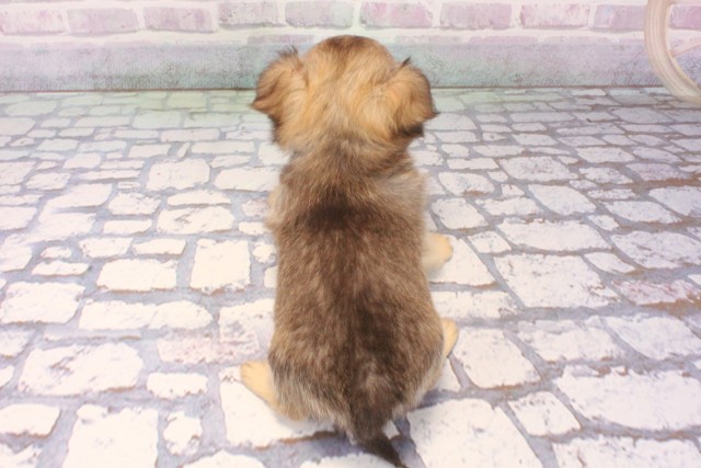 滋賀県のチワワ(ロング) (Coo&RIKU長浜店/2025年12月2日生まれ/女の子/チョコレートフォーン)の子犬の4枚目の画像