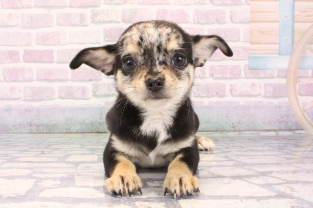 チワワ（スムースコート）