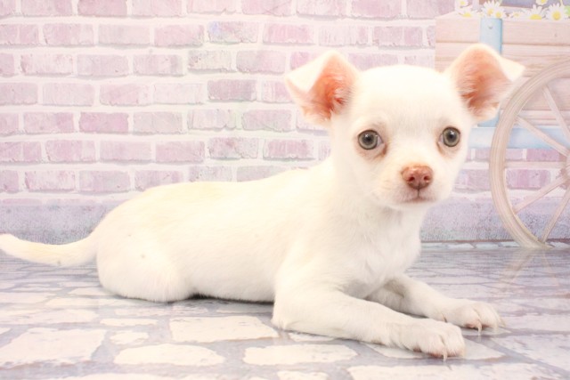 和歌山県のチワワ(スムース) (Coo&RIKU和歌山店/2025年11月29日生まれ/女の子/クリーム)の子犬の2枚目の画像