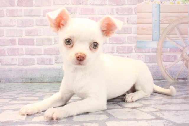 和歌山県のチワワ(スムース) (Coo&RIKU和歌山店/2025年11月29日生まれ/女の子/クリーム)の子犬の3枚目の画像