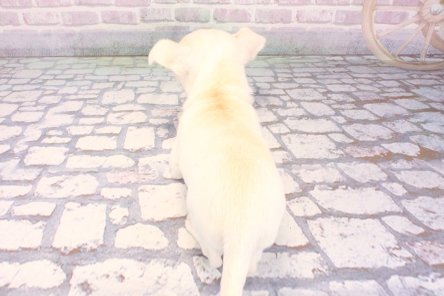 和歌山県のチワワ(スムース) (Coo&RIKU和歌山店/2025年11月29日生まれ/女の子/クリーム)の子犬の4枚目の画像