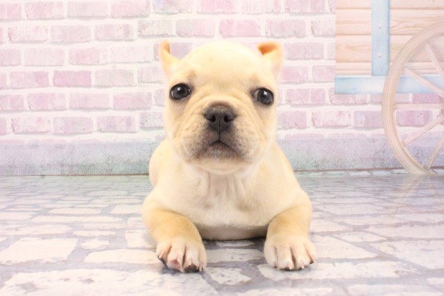 滋賀県のフレンチブルドッグ (Coo&RIKU東近江店/2025年11月28日生まれ/女の子/クリーム)の子犬の1枚目の画像