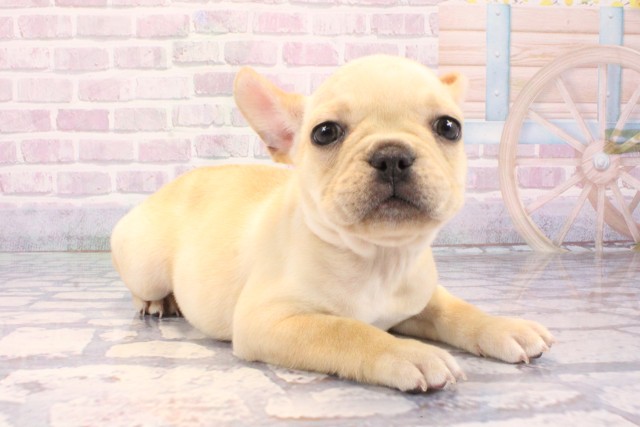 滋賀県のフレンチブルドッグ (Coo&RIKU東近江店/2025年11月28日生まれ/女の子/クリーム)の子犬の2枚目の画像