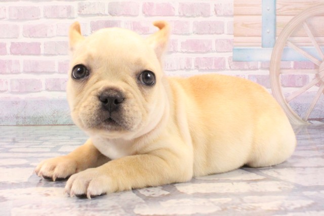 滋賀県のフレンチブルドッグ (Coo&RIKU東近江店/2025年11月28日生まれ/女の子/クリーム)の子犬の3枚目の画像