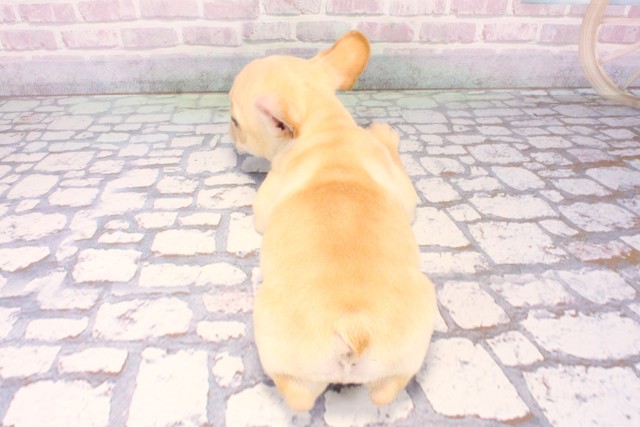 滋賀県のフレンチブルドッグ (Coo&RIKU東近江店/2025年11月28日生まれ/女の子/クリーム)の子犬の4枚目の画像