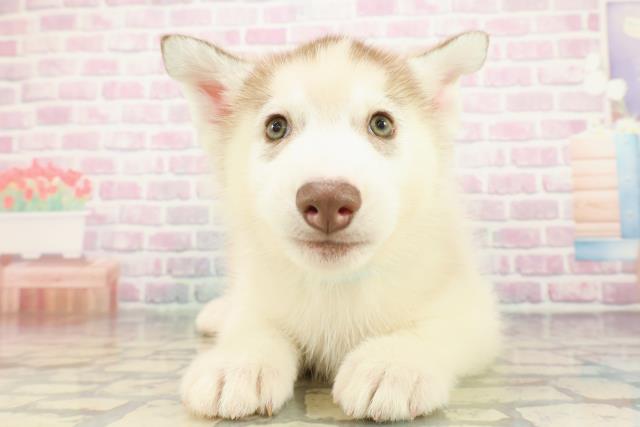 広島県のシベリアンハスキー (Coo&RIKU福山店/2025年12月4日生まれ/男の子/レッドホワイト)の子犬の1枚目の画像