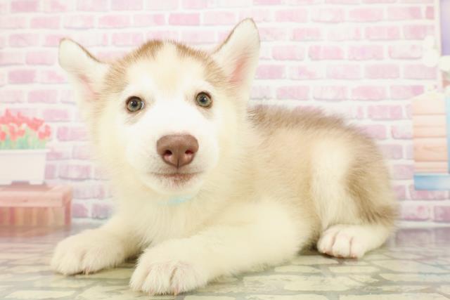 広島県のシベリアンハスキー (Coo&RIKU福山店/2025年12月4日生まれ/男の子/レッドホワイト)の子犬の2枚目の画像