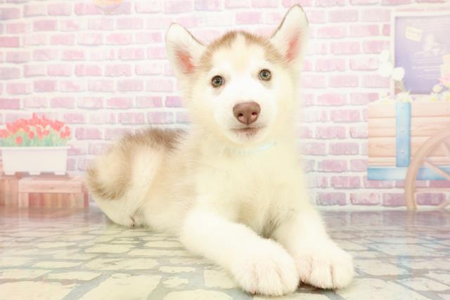 広島県のシベリアンハスキー (Coo&RIKU福山店/2025年12月4日生まれ/男の子/レッドホワイト)の子犬の3枚目の画像