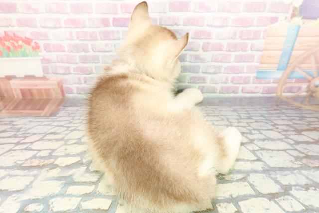 広島県のシベリアンハスキー (Coo&RIKU福山店/2025年12月4日生まれ/男の子/レッドホワイト)の子犬の4枚目の画像