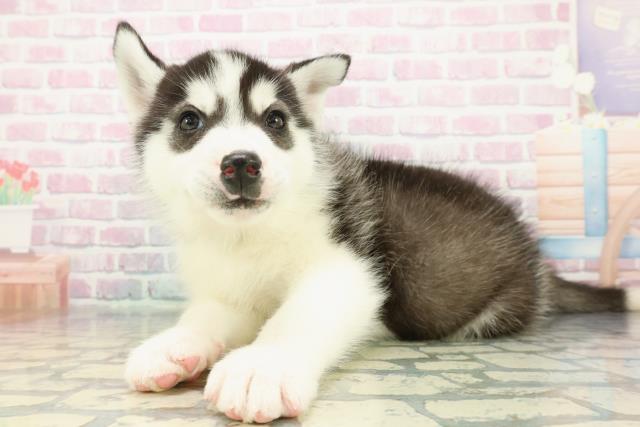 北海道のシベリアンハスキー (Coo&RIKU苫小牧店/2025年12月9日生まれ/男の子/ブラックホワイト)の子犬の2枚目の画像