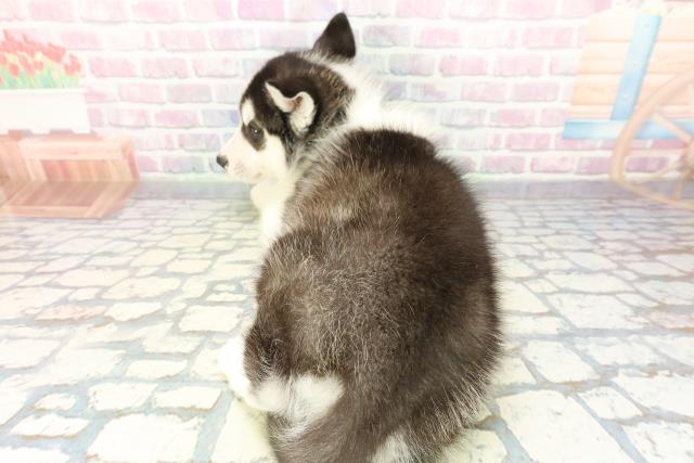 北海道のシベリアンハスキー (Coo&RIKU苫小牧店/2025年12月9日生まれ/男の子/ブラックホワイト)の子犬の4枚目の画像