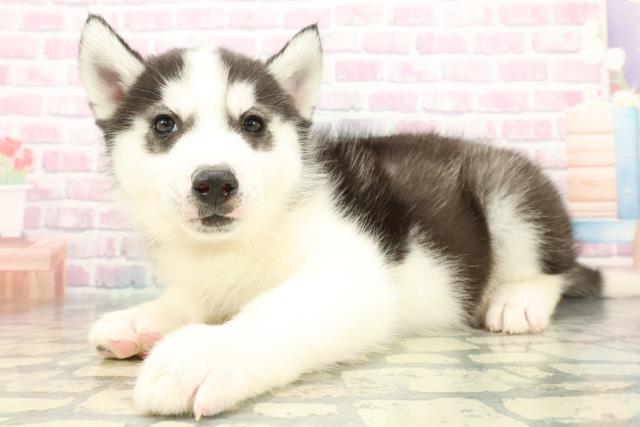 北海道のシベリアンハスキー (Coo&RIKU旭川店/2025年12月9日生まれ/男の子/ブラックホワイト)の子犬の2枚目の画像