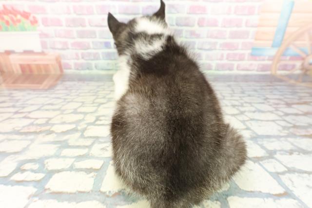 北海道のシベリアンハスキー (Coo&RIKU旭川店/2025年12月9日生まれ/男の子/ブラックホワイト)の子犬の4枚目の画像