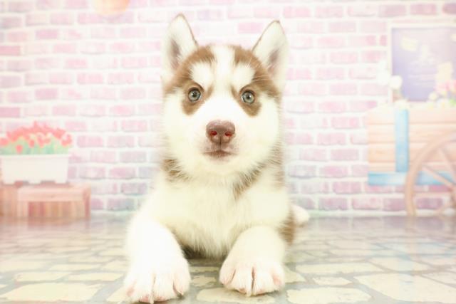 広島県のシベリアンハスキー (Coo&RIKU東広島店/2025年12月9日生まれ/女の子/チョコレートホワイト)の子犬