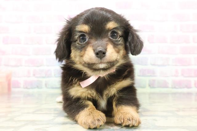 千葉県のチワックス(チワワ×ダックス) (Coo&RIKU木更津店/2025年12月7日生まれ/女の子/ブラックタン)の子犬の1枚目の画像