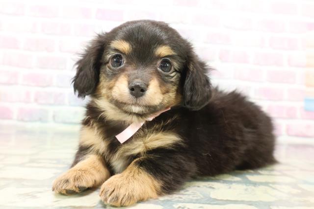 千葉県のチワックス(チワワ×ダックス) (Coo&RIKU木更津店/2025年12月7日生まれ/女の子/ブラックタン)の子犬の2枚目の画像