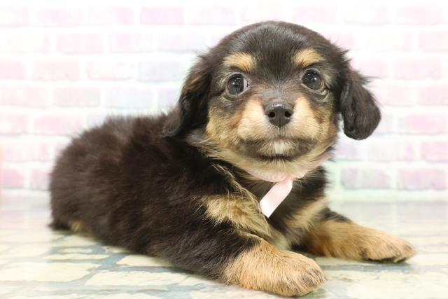 千葉県のチワックス(チワワ×ダックス) (Coo&RIKU木更津店/2025年12月7日生まれ/女の子/ブラックタン)の子犬の3枚目の画像