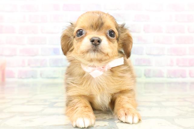 福井県のチワックス(チワワ×ダックス) (Coo&RIKU福井店/2025年12月7日生まれ/女の子/チョコレートダップル)の子犬の1枚目の画像