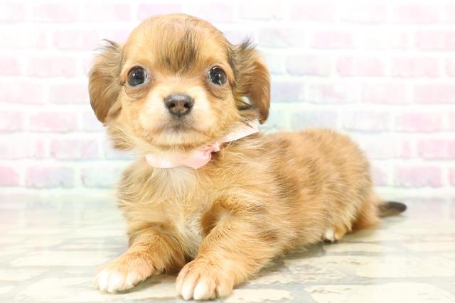 福井県のチワックス(チワワ×ダックス) (Coo&RIKU福井店/2025年12月7日生まれ/女の子/チョコレートダップル)の子犬の2枚目の画像