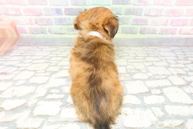 福井県のチワックス(チワワ×ダックス) (Coo&RIKU福井店/2025年12月7日生まれ/女の子/チョコレートダップル)の子犬の4枚目の画像