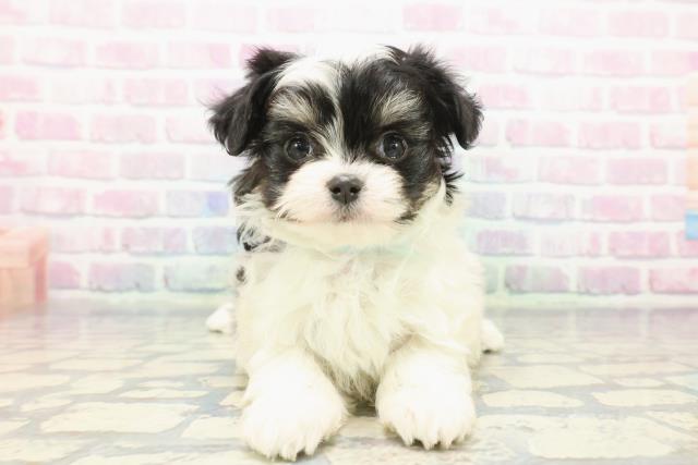 石川県のチワマル/マルチワ(チワワ×マルチーズ) (Coo&RIKUイオン野々市南店/2025年12月9日生まれ/男の子/ホワイトブラックタン)の子犬の1枚目の画像