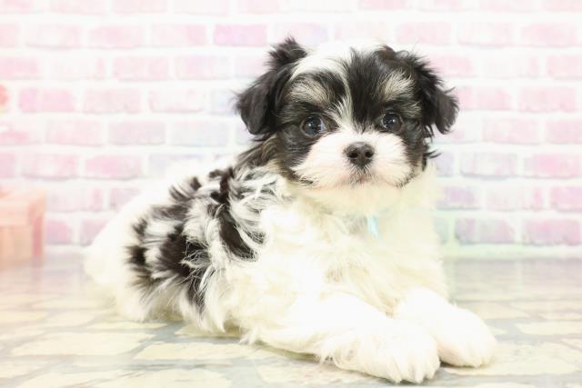 石川県のチワマル/マルチワ(チワワ×マルチーズ) (Coo&RIKUイオン野々市南店/2025年12月9日生まれ/男の子/ホワイトブラックタン)の子犬の3枚目の画像