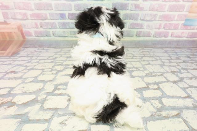 石川県のチワマル/マルチワ(チワワ×マルチーズ) (Coo&RIKUイオン野々市南店/2025年12月9日生まれ/男の子/ホワイトブラックタン)の子犬の4枚目の画像