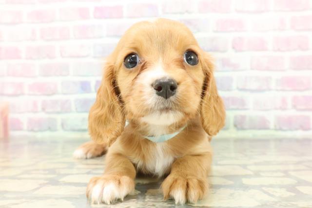 埼玉県のハーフ犬・ミックス犬 (Coo&RIKU桶川店/2025年12月8日生まれ/男の子/ルビー)の子犬の1枚目の画像