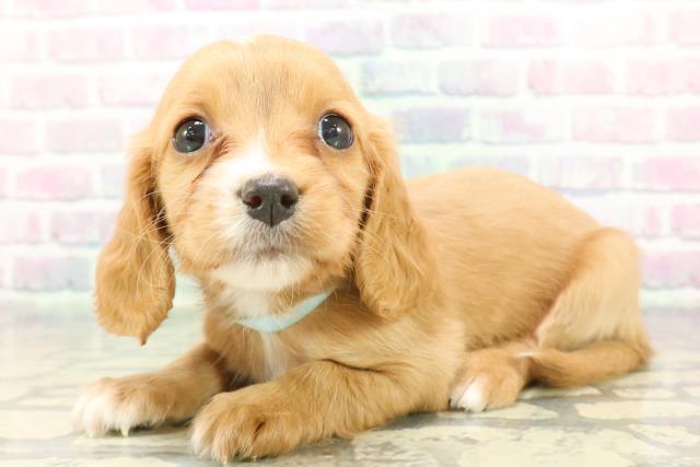 埼玉県のハーフ犬・ミックス犬 (Coo&RIKU桶川店/2025年12月8日生まれ/男の子/ルビー)の子犬の2枚目の画像