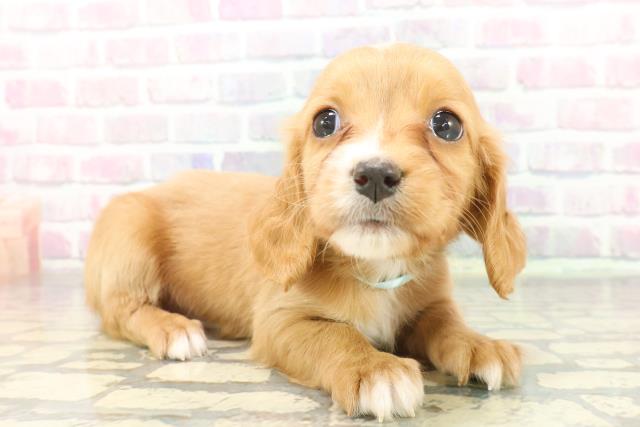 埼玉県のハーフ犬・ミックス犬 (Coo&RIKU桶川店/2025年12月8日生まれ/男の子/ルビー)の子犬の3枚目の画像