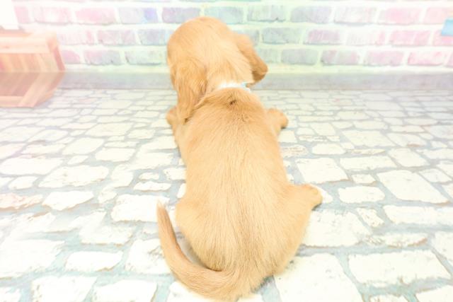 埼玉県のハーフ犬・ミックス犬 (Coo&RIKU桶川店/2025年12月8日生まれ/男の子/ルビー)の子犬の4枚目の画像