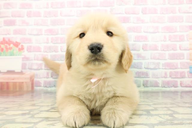 埼玉県のゴールデンレトリバー (Coo&RIKU川越店/2025年12月4日生まれ/女の子/ゴールデン)の子犬の1枚目の画像