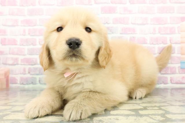 埼玉県のゴールデンレトリバー (Coo&RIKU川越店/2025年12月4日生まれ/女の子/ゴールデン)の子犬の2枚目の画像