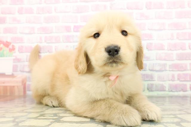 埼玉県のゴールデンレトリバー (Coo&RIKU川越店/2025年12月4日生まれ/女の子/ゴールデン)の子犬の3枚目の画像