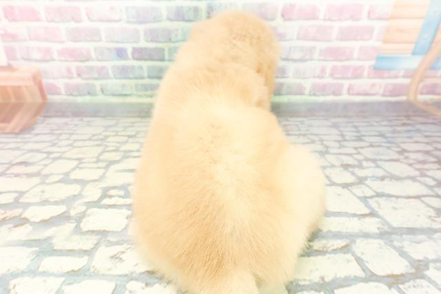 埼玉県のゴールデンレトリバー (Coo&RIKU川越店/2025年12月4日生まれ/女の子/ゴールデン)の子犬の4枚目の画像