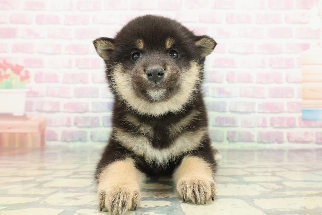 群馬県の柴犬(標準サイズ) (Coo&RIKU伊勢崎店/2025年12月8日生まれ/男の子/黒)の子犬の1枚目の画像