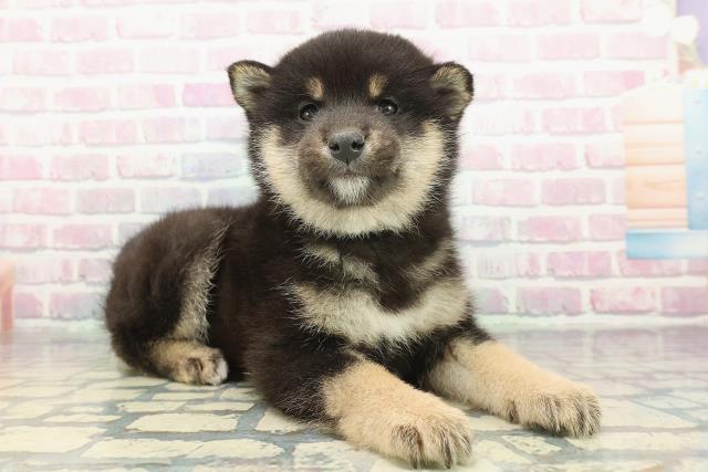 群馬県の柴犬(標準サイズ) (Coo&RIKU伊勢崎店/2025年12月8日生まれ/男の子/黒)の子犬の3枚目の画像